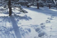 Javier Torices | The last snow