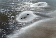 Javier Torices | Footprints 13:23