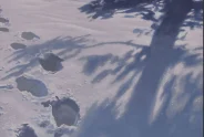 Javier Torices | Footprints